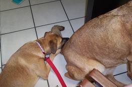 Grendel sought any comfort she could from Boudreaux (LOL) as they waited to go into the kennel