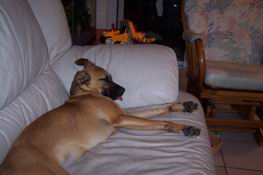 Grendel was sound asleep with her tongue sticking out - it was hilarious!