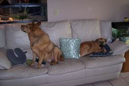 Terrified doggies