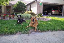 Our alert guard dogs?
