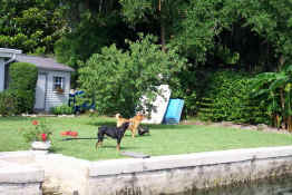 Our guard dogs - keeping the manatees out of the yard!