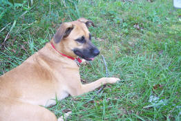 Grendel hung out at the pond with Mark and Patch while they fished