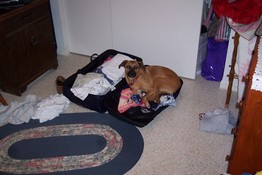 We didn't bring Grendel's crate, so she slept in our suitcase instead