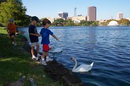 Feeding the swans