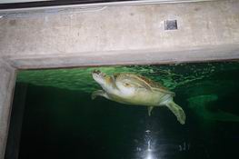 This turtle was over two feet long!