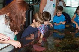 Petting star fish