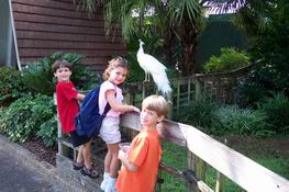 Admiring the white peacock
