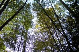The view straight up to the sky from our campsite