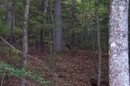 If you look really hard right in the middle, you can see a deer looking straight at us