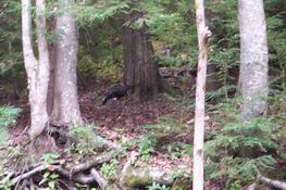 Gobble, gobble