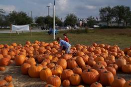 It's a sea of pumpkins!