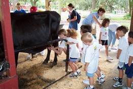 Alex milking the cow