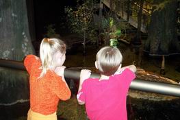 Checking out the alligators