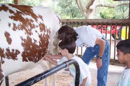 Milking a cow like a pro - who'd a thunk?