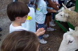 Teasing the sheep!